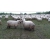 Petite Annonce : Vends des moutons, béliers, et brebis - Vends des moutons, béliers, et brebis avec certificat d\'origine, en Petite Annonce : Vends des moutons, béliers, et brebis - Vends des moutons, béliers, et brebis avec certificat d\'origine, en