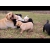 Petite Annonce : Chiots labrador lof - Nos chiots sont agés de trois mois inscrits au lof (livre des Petite Annonce : Chiots labrador lof - Nos chiots sont agés de trois mois inscrits au lof (livre des