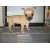Petite Annonce : Chihuahua dispo - Bonjour, reste 2 magnifiques chiots 1mâle et 1 femelle CHIHUAHUA nés Petite Annonce : Chihuahua dispo - Bonjour, reste 2 magnifiques chiots 1mâle et 1 femelle CHIHUAHUA nés