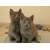 Petite Annonce : Adorables chatons chartreux loof - Propose superbes chatons chartreux loof né le 15 décembre 2011 et Petite Annonce : Adorables chatons chartreux loof - Propose superbes chatons chartreux loof né le 15 décembre 2011 et