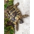 Petite Annonce : Tortue mâle hermann boettgeri 8 ans - Belle carapace et en excellente santé. Croissance régulière, Petite Annonce : Tortue mâle hermann boettgeri 8 ans - Belle carapace et en excellente santé. Croissance régulière,
