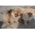 Petite Annonce : Adorables chiots spitz nain lof - Chiots femelles & mâles inscrits aux l.o.f,ils sont agés de trois Petite Annonce : Adorables chiots spitz nain lof - Chiots femelles & mâles inscrits aux l.o.f,ils sont agés de trois