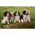 Petite Annonce : Chiots cavalier king charles lof - Chiots femelles & mâles inscrits aux l.o.f,ils sont agés de trois Petite Annonce : Chiots cavalier king charles lof - Chiots femelles & mâles inscrits aux l.o.f,ils sont agés de trois