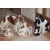 Petite Annonce : Jolis chiots cavalier king charles lof - Chiots femelles & mâles inscrits aux l.o.f,ils sont agés de trois Petite Annonce : Jolis chiots cavalier king charles lof - Chiots femelles & mâles inscrits aux l.o.f,ils sont agés de trois