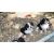 Petite Annonce : Superbes chiots cavalier king charles - Chiots femelles & mâles inscrits aux l.o.f,ils sont agés de trois Petite Annonce : Superbes chiots cavalier king charles - Chiots femelles & mâles inscrits aux l.o.f,ils sont agés de trois