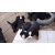 Petite Annonce : Magnifiques chiots bouvier bernois lof - Chiots femelles & mâles inscrits aux l.o.f,ils sont agés de trois Petite Annonce : Magnifiques chiots bouvier bernois lof - Chiots femelles & mâles inscrits aux l.o.f,ils sont agés de trois