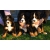 Petite Annonce : Males et femelles bouvier bernois lof - Chiots femelles & mâles inscrits aux l.o.f,ils sont agés de trois Petite Annonce : Males et femelles bouvier bernois lof - Chiots femelles & mâles inscrits aux l.o.f,ils sont agés de trois