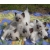 Petite Annonce : Chatons sacre de birmanie loof - Les chatons sont nés d\'une portée de 7 , ils sont agés de trois mois Petite Annonce : Chatons sacre de birmanie loof - Les chatons sont nés d\'une portée de 7 , ils sont agés de trois mois