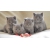Petite Annonce : Chatons chartreux loof - Les chatons sont nés d\'une portée de 7 , ils sont agés de trois mois Petite Annonce : Chatons chartreux loof - Les chatons sont nés d\'une portée de 7 , ils sont agés de trois mois