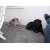 Petite Annonce : Donne chien et chienne contre bon soins - A contre COEUR, je donne :-( mes 2 chiens:un mâle rott castré de 7ans Petite Annonce : Donne chien et chienne contre bon soins - A contre COEUR, je donne :-( mes 2 chiens:un mâle rott castré de 7ans