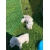 Petite Annonce : Chiots westie - Chiots inscrits au lof agés de trois mois,vaccinés, identifiés par Petite Annonce : Chiots westie - Chiots inscrits au lof agés de trois mois,vaccinés, identifiés par