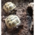 Petite Annonce : Tortue horsfieldii,tortue des steppes - Vend couples presque adulte tortue horsfieldii,en très bonne santé. Petite Annonce : Tortue horsfieldii,tortue des steppes - Vend couples presque adulte tortue horsfieldii,en très bonne santé.