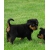 Petite Annonce : Chiots rottweiler inscrits au lof - Superbes chiots Rottweiler mâles et femelles,agés de trois mois Petite Annonce : Chiots rottweiler inscrits au lof - Superbes chiots Rottweiler mâles et femelles,agés de trois mois