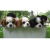 Petite Annonce : Superbes cavalier king charles - Superbes chiots mâles et femelles,agés de trois mois excellentes Petite Annonce : Superbes cavalier king charles - Superbes chiots mâles et femelles,agés de trois mois excellentes