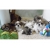 Petite Annonce : Adorables chiots shi tzu - Superbes chiots mâles et femelles,agés de trois mois excellentes Petite Annonce : Adorables chiots shi tzu - Superbes chiots mâles et femelles,agés de trois mois excellentes
