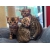 Petite Annonce : Chatons bengal loof - Nous vous proposons de très beaux chatons.
nous attendons pour eux Petite Annonce : Chatons bengal loof - Nous vous proposons de très beaux chatons.
nous attendons pour eux