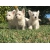 Petite Annonce : Chiots westie - Petites merveilles, femelle et male, lof, sur une
portée de 7 Petite Annonce : Chiots westie - Petites merveilles, femelle et male, lof, sur une
portée de 7