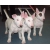 Petite Annonce : Magnifiques chiots bull terrier - Nos chiots sont agés de trois mois,vaccinés, identifiés par puce Petite Annonce : Magnifiques chiots bull terrier - Nos chiots sont agés de trois mois,vaccinés, identifiés par puce