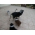 Petite Annonce : Chiots berger australien inscrits au lof - Nos chiots sont agés de trois mois,vaccinés, identifiés par puce Petite Annonce : Chiots berger australien inscrits au lof - Nos chiots sont agés de trois mois,vaccinés, identifiés par puce