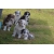 Petite Annonce : Magnifiques chiots berger australien - Nos chiots sont agés de trois mois,vaccinés, identifiés par puce Petite Annonce : Magnifiques chiots berger australien - Nos chiots sont agés de trois mois,vaccinés, identifiés par puce