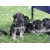 Petite Annonce : Chiots berger allemand inscrits au lof - Nos chiots sont agés de trois mois,vaccinés, identifiés par puce Petite Annonce : Chiots berger allemand inscrits au lof - Nos chiots sont agés de trois mois,vaccinés, identifiés par puce