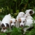 Petite Annonce : Superbes chiots jack russel lof - Nos chiots sont agés de trois mois,vaccinés, identifiés par puce Petite Annonce : Superbes chiots jack russel lof - Nos chiots sont agés de trois mois,vaccinés, identifiés par puce