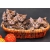 Petite Annonce : Chatons bengal - Petites boules de poiles mâle et femelle agés de trois mois
élevés Petite Annonce : Chatons bengal - Petites boules de poiles mâle et femelle agés de trois mois
élevés