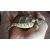Petite Annonce : Tortues de terre (testudo m). - Bonjour,
Vend très belles tortues de terre Marginat.
Nées chez Petite Annonce : Tortues de terre (testudo m). - Bonjour,
Vend très belles tortues de terre Marginat.
Nées chez