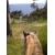 Petite Annonce : Pension chevaux six fours - Boxe avec paddock individuel attenant nourris 3f par jour par la Petite Annonce : Pension chevaux six fours - Boxe avec paddock individuel attenant nourris 3f par jour par la