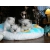 Petite Annonce : Chatons d'apparence sacrée de birmanie n - Vends sur une portée de 7 chatons, 4 mâles et 3 femelles d’apparence Petite Annonce : Chatons d'apparence sacrée de birmanie n - Vends sur une portée de 7 chatons, 4 mâles et 3 femelles d’apparence