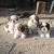 Petite Annonce : Très beaux chiots shi tzu - Les chiots sont nés d\'une portée de 7 , ils sont agés de trois mois Petite Annonce : Très beaux chiots shi tzu - Les chiots sont nés d\'une portée de 7 , ils sont agés de trois mois