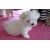 Petite Annonce : Magnifique femelle bichon maltais - Donne, très belle type Bichon Maltais, femelle, non Lof. Née le Petite Annonce : Magnifique femelle bichon maltais - Donne, très belle type Bichon Maltais, femelle, non Lof. Née le
