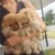 Petite Annonce : Chiots spitz nain male et femelle - Chiots agés de trois mois incrits au lof issuent d\'une portée de Petite Annonce : Chiots spitz nain male et femelle - Chiots agés de trois mois incrits au lof issuent d\'une portée de