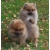 Petite Annonce : Superbes chiots spitz nain - Chiots agés de trois mois incrits au lof issuent d\'une portée de Petite Annonce : Superbes chiots spitz nain - Chiots agés de trois mois incrits au lof issuent d\'une portée de