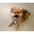 Petite Annonce : Chiots spitz nain lof - Chiots agés de trois mois incrits au lof issuent d\'une portée de Petite Annonce : Chiots spitz nain lof - Chiots agés de trois mois incrits au lof issuent d\'une portée de