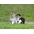 Petite Annonce : Chiots berger australien - Chiots LOF agés de trois mois.
Males et femelles,Grandes origines Petite Annonce : Chiots berger australien - Chiots LOF agés de trois mois.
Males et femelles,Grandes origines