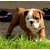 Petite Annonce : Chiots bouledogue anglais - Chiots LOF agés de trois mois.
Males et femelles,Grandes origines Petite Annonce : Chiots bouledogue anglais - Chiots LOF agés de trois mois.
Males et femelles,Grandes origines