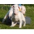 Petite Annonce : Chiots bull terrier - Chiots LOF agés de trois mois.
Males et femelles,Grandes origines Petite Annonce : Chiots bull terrier - Chiots LOF agés de trois mois.
Males et femelles,Grandes origines