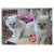 Petite Annonce : Superbes chatons sacre de birmanie - Jolis chatons mâles et femelles, d\'une portée de 5 chatons .
ils Petite Annonce : Superbes chatons sacre de birmanie - Jolis chatons mâles et femelles, d\'une portée de 5 chatons .
ils