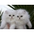 Petite Annonce : Chatons persan loof - Jolis chatons mâles et femelles, d\'une portée de 5 chatons .
ils Petite Annonce : Chatons persan loof - Jolis chatons mâles et femelles, d\'une portée de 5 chatons .
ils