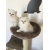 Petite Annonce : Chatons persan - Jolis chatons mâles et femelles, d\'une portée de 5 chatons .
ils Petite Annonce : Chatons persan - Jolis chatons mâles et femelles, d\'une portée de 5 chatons .
ils