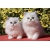 Petite Annonce : Chatons persan inscrits au loof - Jolis chatons mâles et femelles, d\'une portée de 5 chatons .
ils Petite Annonce : Chatons persan inscrits au loof - Jolis chatons mâles et femelles, d\'une portée de 5 chatons .
ils