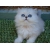 Petite Annonce : Magnifiques chatons persan loof - Jolis chatons mâles et femelles, d\'une portée de 5 chatons .
ils Petite Annonce : Magnifiques chatons persan loof - Jolis chatons mâles et femelles, d\'une portée de 5 chatons .
ils