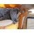 Petite Annonce : Chatons chartreux loof - Jolis chatons mâles et femelles, d\'une portée de 5 chatons .
ils Petite Annonce : Chatons chartreux loof - Jolis chatons mâles et femelles, d\'une portée de 5 chatons .
ils