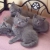 Petite Annonce : Chatons chartreux - Jolis chatons mâles et femelles, d\'une portée de 5 chatons .
ils Petite Annonce : Chatons chartreux - Jolis chatons mâles et femelles, d\'une portée de 5 chatons .
ils