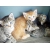 Petite Annonce : Chatons maine coon loof - Jolis chatons mâles et femelles, d\'une portée de 5 chatons .
ils Petite Annonce : Chatons maine coon loof - Jolis chatons mâles et femelles, d\'une portée de 5 chatons .
ils
