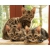 Petite Annonce : Chatons bengal loof - Jolis chatons mâles et femelles, d\'une portée de 5 chatons .
ils Petite Annonce : Chatons bengal loof - Jolis chatons mâles et femelles, d\'une portée de 5 chatons .
ils