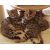 Petite Annonce : Superbes chatons bengal loof - Jolis chatons mâles et femelles, d\'une portée de 5 chatons .
ils Petite Annonce : Superbes chatons bengal loof - Jolis chatons mâles et femelles, d\'une portée de 5 chatons .
ils