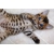 Petite Annonce : Chatons bengal inscrits au loof - Jolis chatons mâles et femelles, d\'une portée de 5 chatons .
ils Petite Annonce : Chatons bengal inscrits au loof - Jolis chatons mâles et femelles, d\'une portée de 5 chatons .
ils