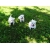 Petite Annonce : Adorables chiots westie inscrits au lof - Nos chiots sont agés de trois mois inscrits au lof (livre des Petite Annonce : Adorables chiots westie inscrits au lof - Nos chiots sont agés de trois mois inscrits au lof (livre des